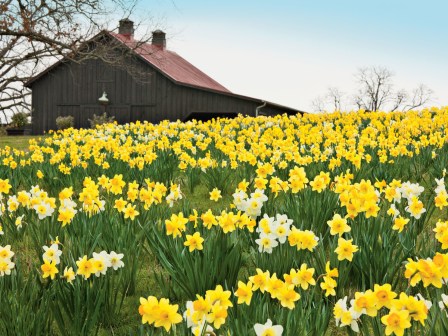 daffodils